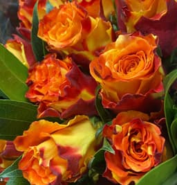 Magnolia Blooms  thumbnail 4